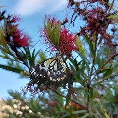 Belenois java teutonia
