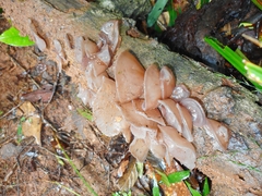 Auricularia
