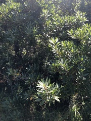 Brabejum stellatifolium