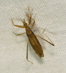 Sastrapada australica