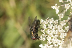 Neomyia cornicina