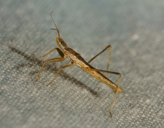 Sastrapada australica