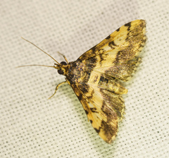 Nacoleia