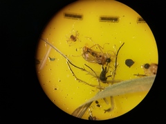 Elaphropeza ephippiata