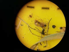 Elaphropeza ephippiata