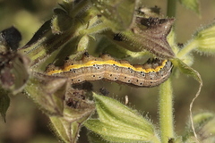 Pyrrhia umbra