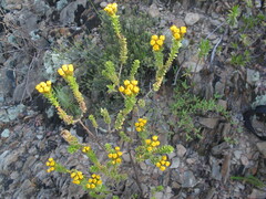 Euryops annae