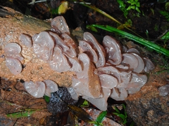 Auricularia
