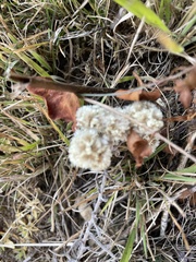 Anaphalis nepalensis