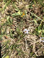 Sisyrinchium micranthum