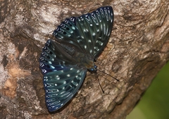 Dichorragia nesimachus