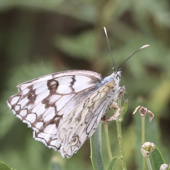 Melanargia russiae