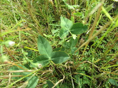 Kummerowia stipulacea