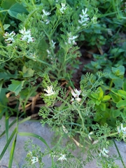 Magnoliopsida