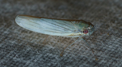 Cofana