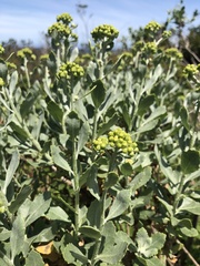 Senecio halimifolius