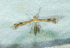 Oxyptilini