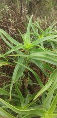 Asphodeloideae