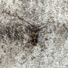 Macropophora accentifer