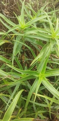 Asphodeloideae