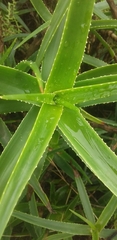 Asphodeloideae