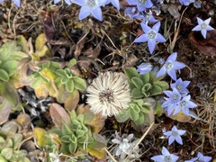 Gentianaceae