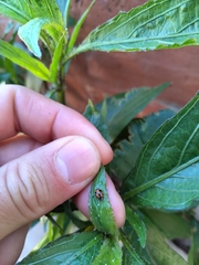 Hippodamia variegata