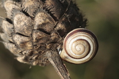 Caucasotachea vindobonensis