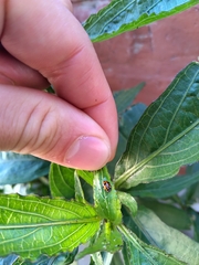 Hippodamia variegata