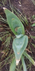 Aloe ecklonis