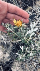 Berkheya coriacea