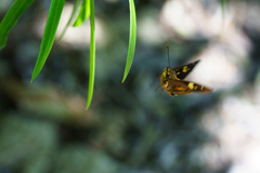 Trapezites symmomus
