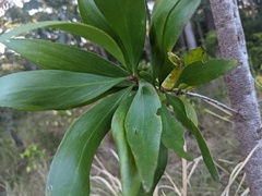 Persoonia stradbrokensis