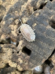 Porcellio