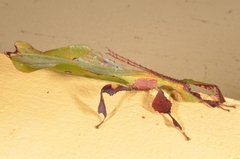Phylliini