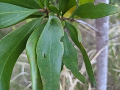 Persoonia stradbrokensis