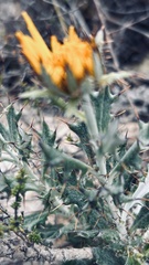 Berkheya coriacea