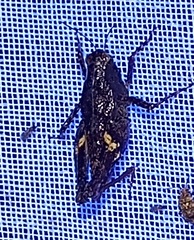 Tettigidea lateralis