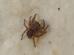 Pseudeuophrys vafra