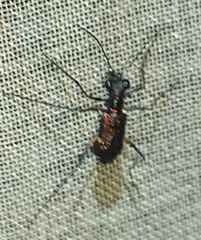 Odontocheila tawahka