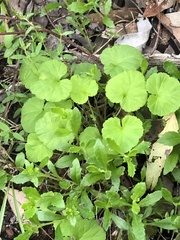 Pelargonium australe