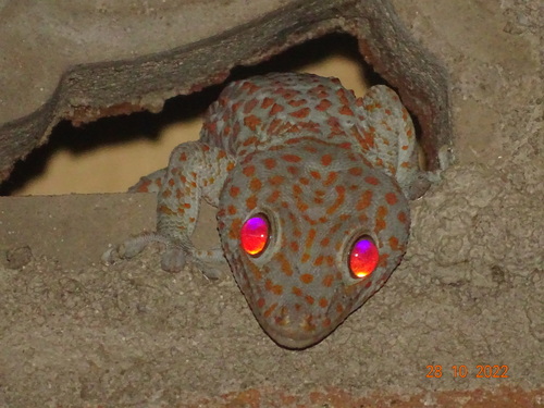 Tokay Gecko, Kantor Seksi Konservasi Wil. IV, photo 6 of 10