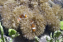 Amphiprion percula