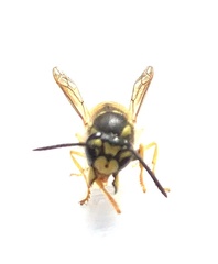 Vespula germanica