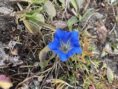 Gentiana