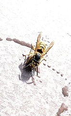 Vespula germanica
