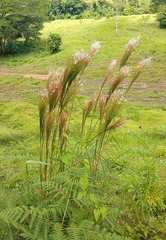 Andropogon bicornis