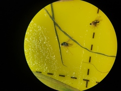 Chrysotimus molliculus