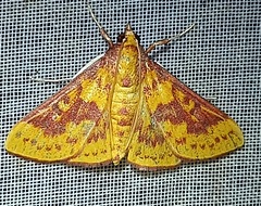 Polygrammodes ponderalis