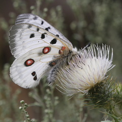 Parnassius apollo